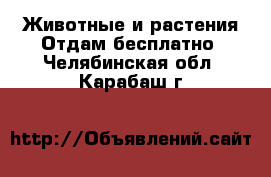 Животные и растения Отдам бесплатно. Челябинская обл.,Карабаш г.